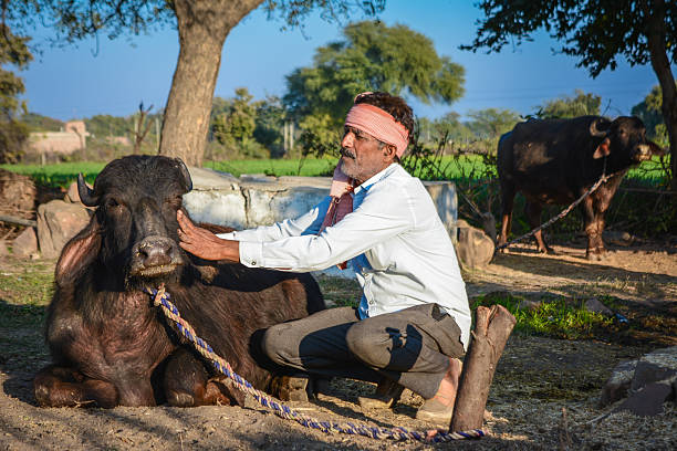 Dairy Entrepreneur